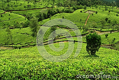 Tea plantation in munnar -green shade Stock Photo